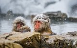 Тур в Японию из Иркутска. Декабрь 2026. 9 онсенов и Долина снежных обезьян